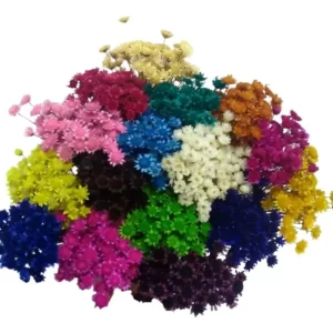 Flor Seca (Sempre Viva)